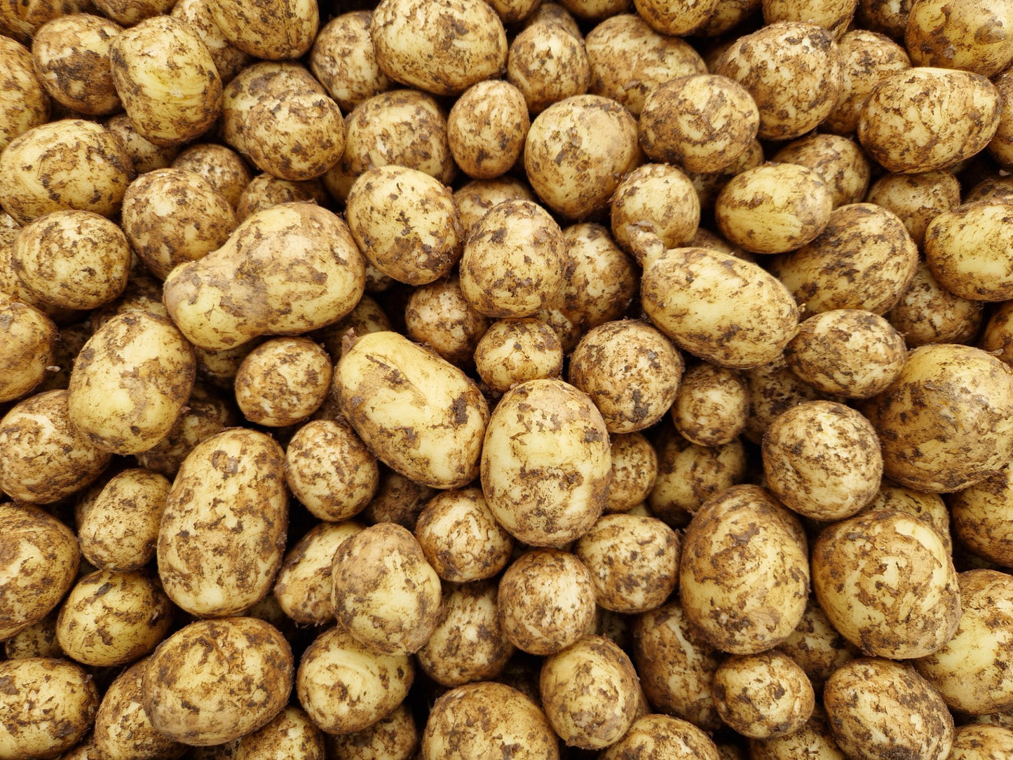 Potatis färsk från Strandåkra Abbekås 20kr/kg