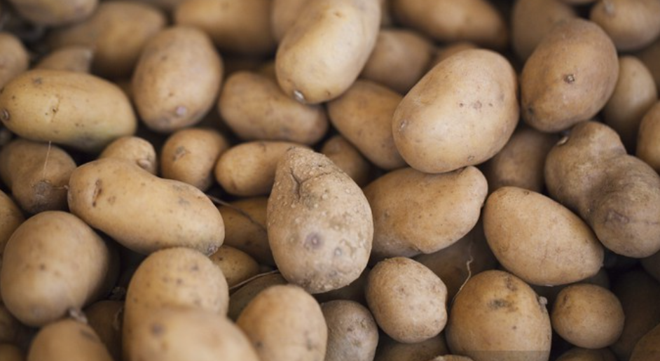 Potatis Bintje Torsvik