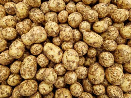 Färskpotatis från Sydkusten