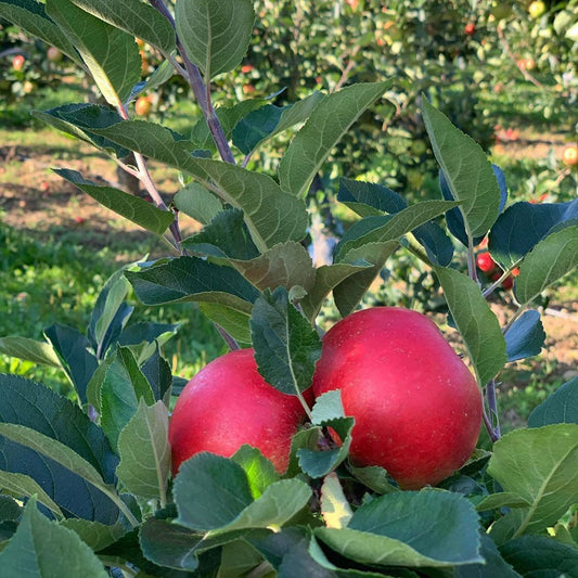 Äpple Orelund på Österlen